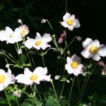 Blumen im Garten der Kita